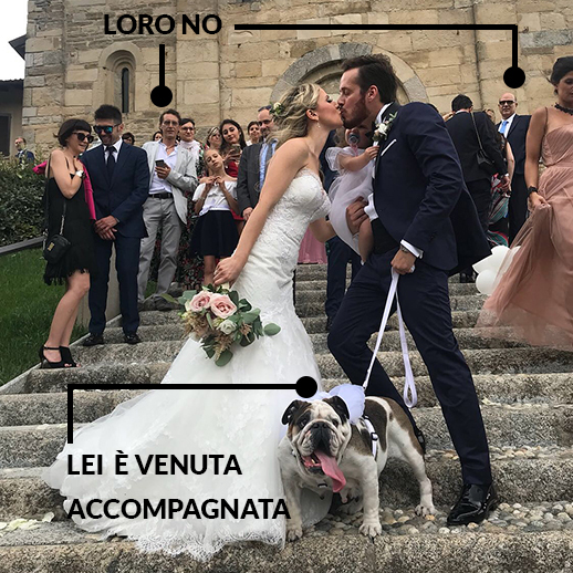 Wedding Dog Sitter